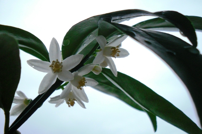 Fortunella japonica